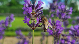 Es gibt immer genug Pollen und Nektar – Bienenweiden im Park Sanssouci